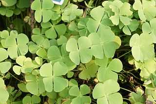 <i>Marsilea minuta</i> species of plant