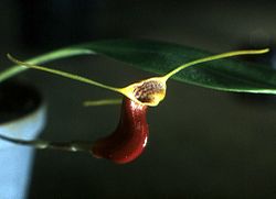 Masdevallia saltatrix Orchi 001. jpg