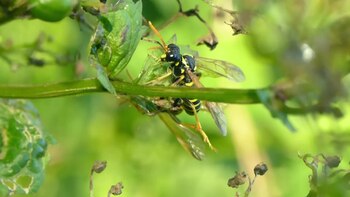 File:perilaku Kawin - Tenthredo scrophulariae.webm