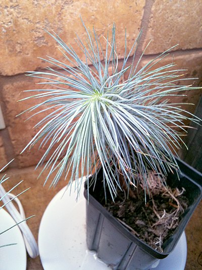 Pinus maximartinezii