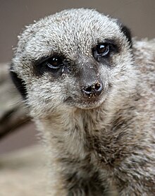 Meerkat 037.jpg