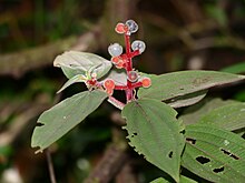 Miconia ceramicarpa Melastomataceae (Miconia ceramicarpa) (25665572038).jpg