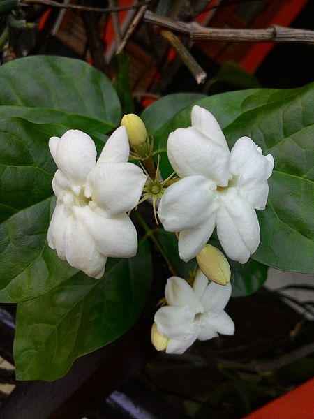 File:Melati Putih (Jasminum sambac), Bandung, Jawa Barat.jpg