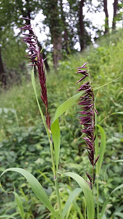 Melica altissima