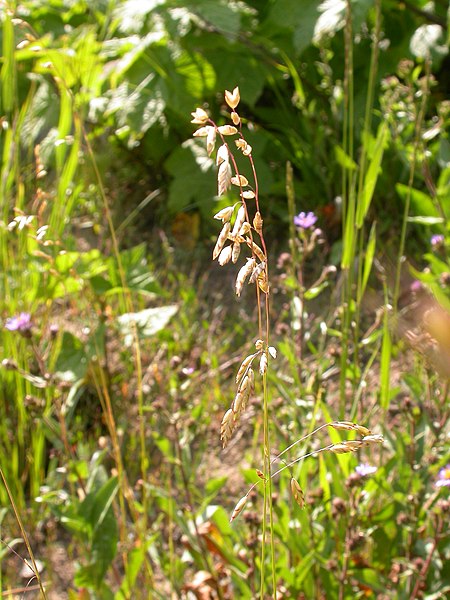 File:Melica spectabilis (3811053105).jpg