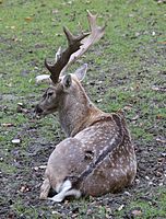 Mesopotamischer Damhirsch (Dama dama mesopotamica), Tierpark Hellabrunn, München