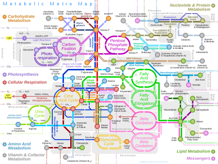 ไฟล์:Metabolic_Metro_Map.svg