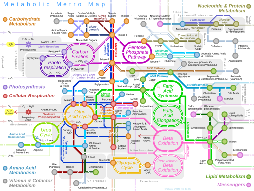 Metabolic Metro Map