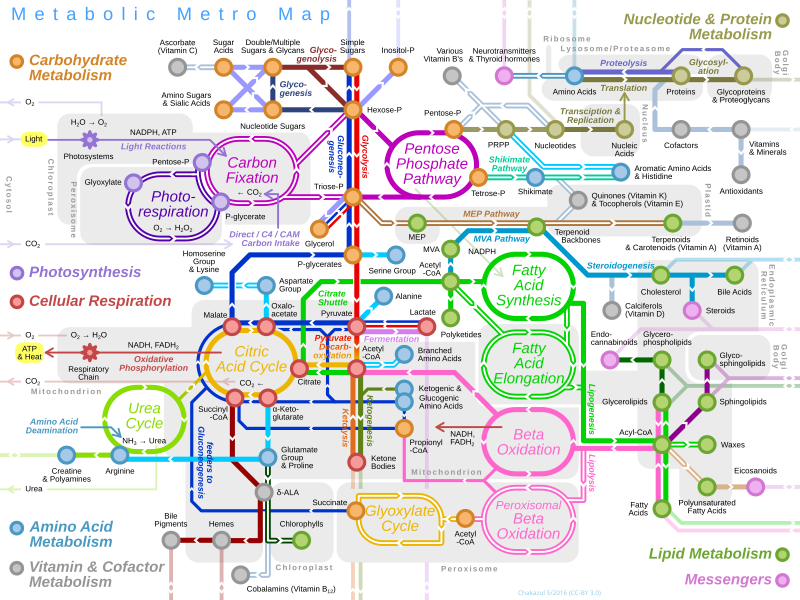 File:Metabolic Metro Map.svg