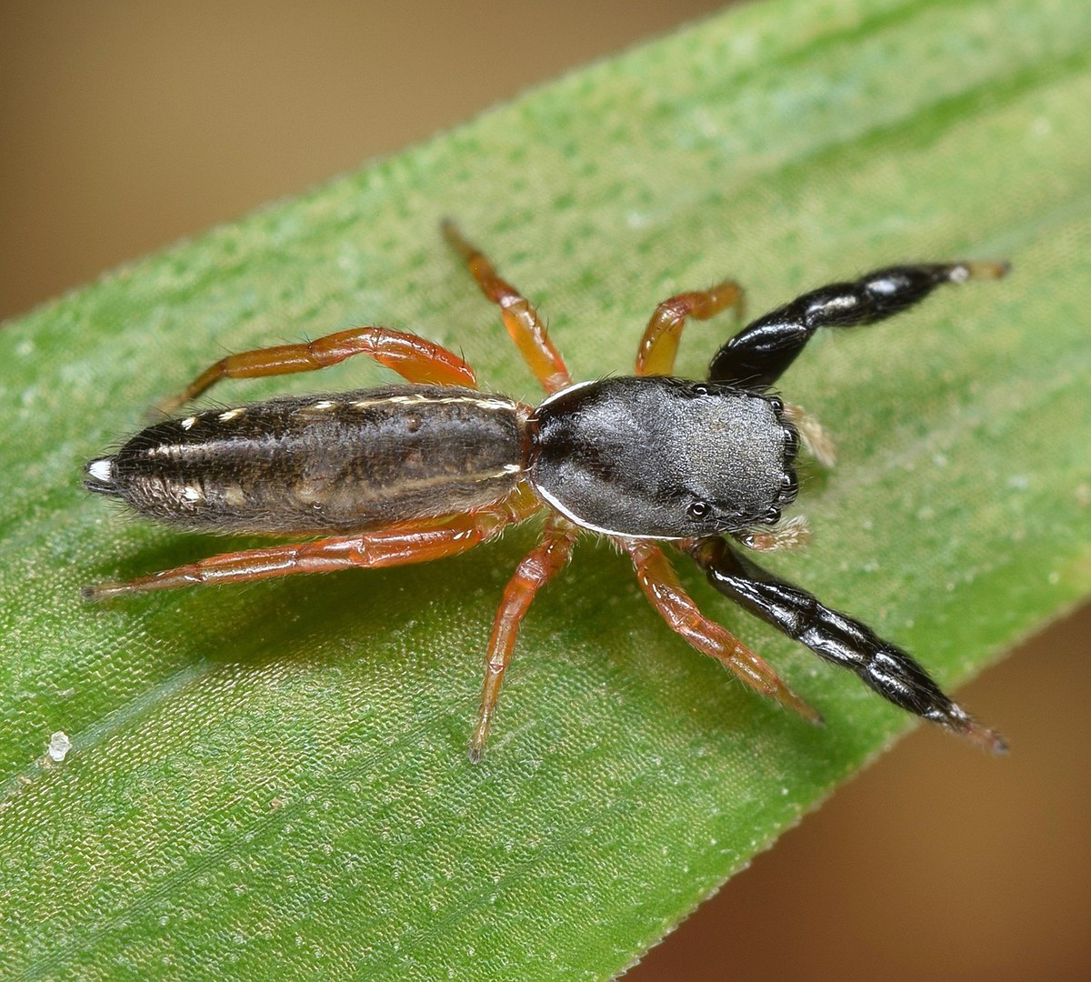 Can anyone help me ID this Jumping Spider? - Spiders - MorphMarket Reptile  Community