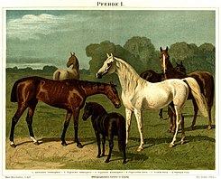 Races de chevaux de selle et de poneys.