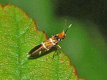 Micropterix.aruncella.jpg 