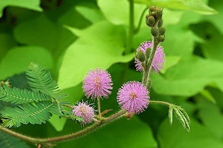 Mimosa pudica 2.jpg