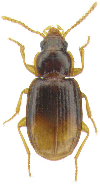 <i>Mioptachys flavicauda</i> Species of beetle