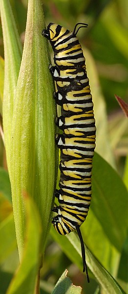 File:Monarch Butterfly Danaus plexippus Caterpillar.jpg