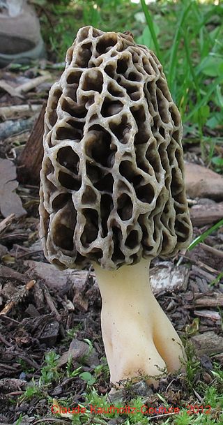 <i>Morchella prava</i> Species of fungus