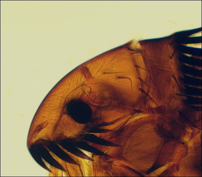 File:Morphology of the head tagma of adult Ctenocephalides spp. obtained from dogs.jpg