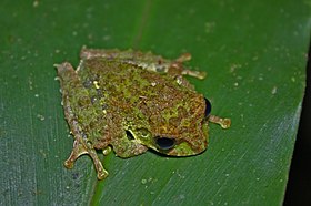 Mossy Tree Frog (Rhacophorus everetti)4.jpg