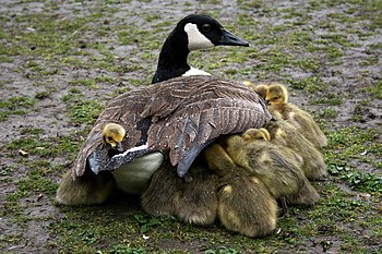 Branta canadensis (cat.) Featured Pictures of Anatidae