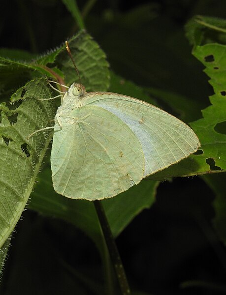 File:Mottled Emigrant Catopsilia pyranthe by Dr. Raju Kasambe DSCN1987 (5).jpg