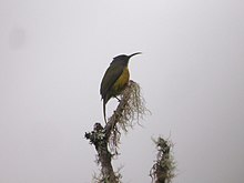 The Apo sunbird, a sunbird endemic to Mindanao