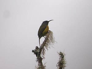 Mount Apo