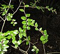 Nothofagus solandri