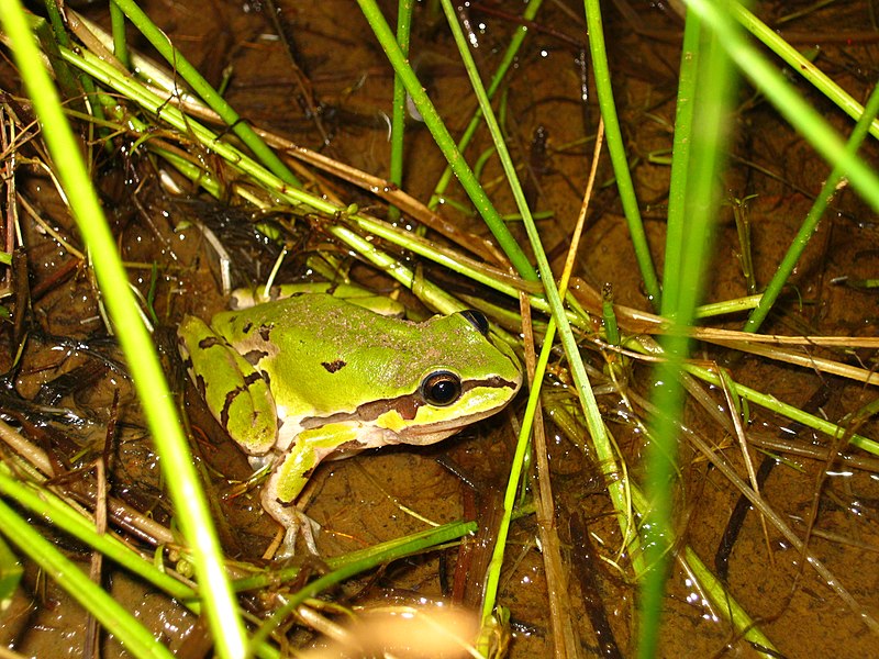 File:Mountain Tree Frog (5416204989).jpg