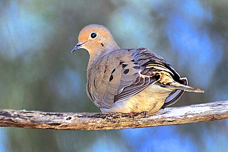 File:Mourning Dove Perched.jpg