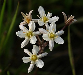 <i>Muilla</i> Genus of flowering plants in the asparagus family