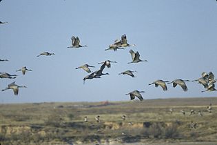 Muleshoe National Wildlife Refuge