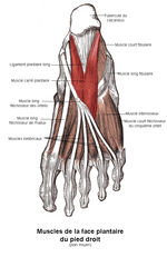 Miniatura per Múscul quadrat plantar