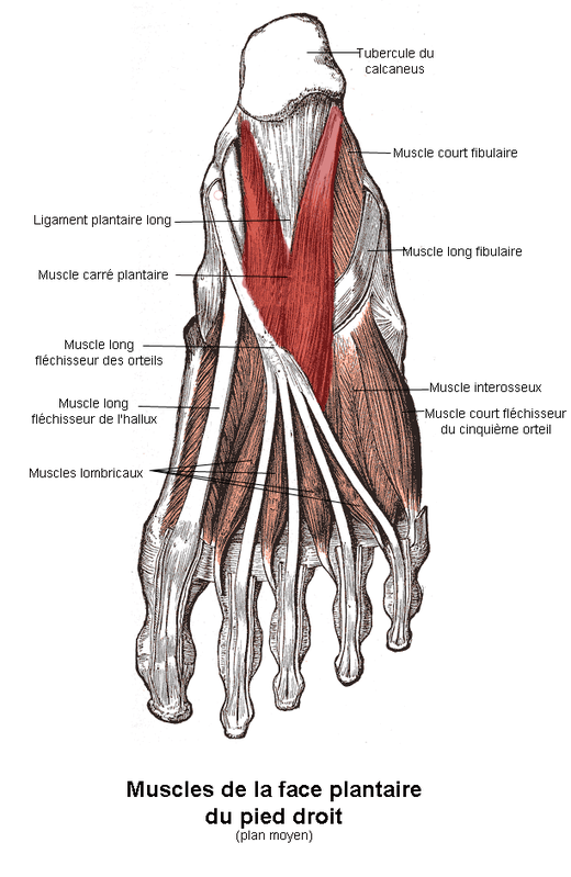 Мышцы подошвы. Квадратная мышца подошвы, добавочный сгибатель. Короткий сгибатель пальцев стопы анатомия. Короткий сгибатель мышцы стопы. Мышцы сгибатели пальцев стопы.
