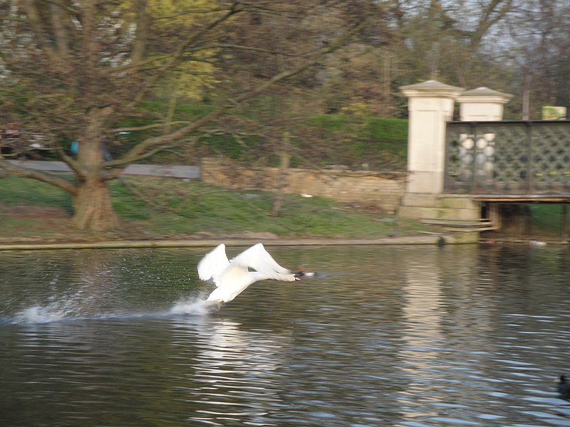 File:Mute Swan landing in Regent's Park boating lake.JPG