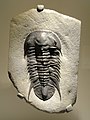 * Nomination Trilobite in the Houston Museum of Natural Science, Texas, U.S. (by Daderot) --Another Believer 03:17, 30 September 2019 (UTC) * Promotion  Support Good quality. --Poco a poco 08:03, 3 October 2019 (UTC)