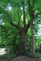 Peace Oak in July 2015