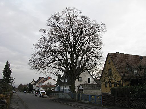 ND 611.016, Winterlinde, 3, Harleshausen, Kassel