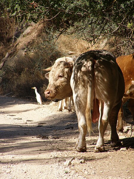 File:Nahal Dishon, cows 01.jpg