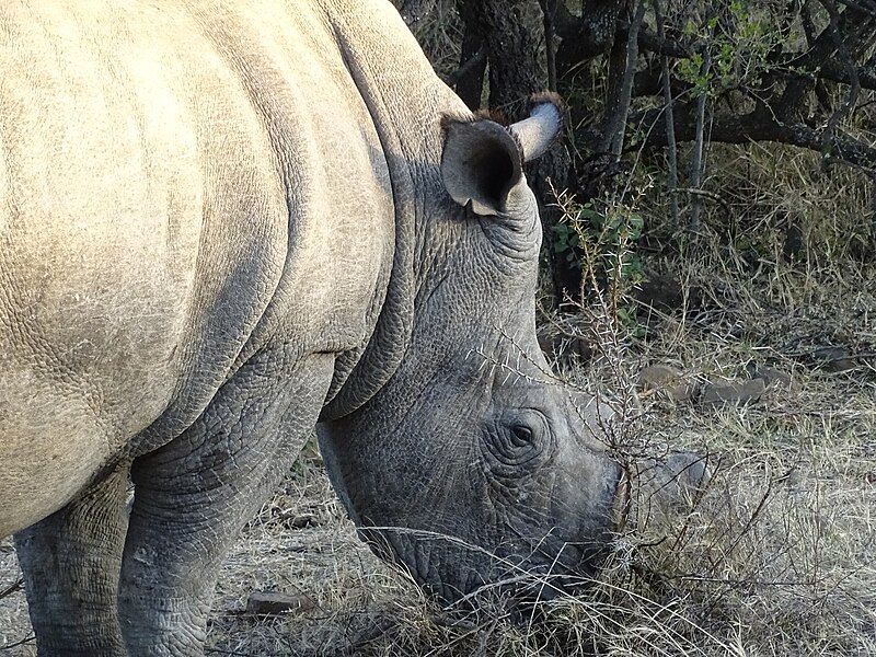 File:Nambiti Rhinoceros 15.jpg