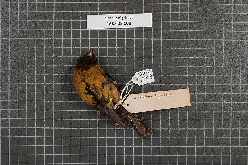 File:Naturalis Biodiversity Center - RMNH.AVES.153818 1 - Serinus nigriceps Ruppell, 1840 - Fringillidae - bird skin specimen.jpeg