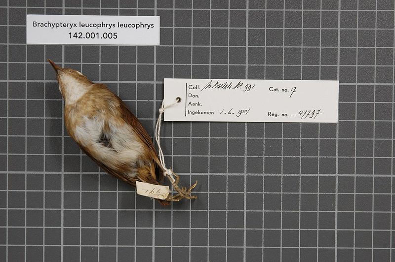 File:Naturalis Biodiversity Center - RMNH.AVES.47797 2 - Brachypteryx leucophrys leucophrys (Temminck, 1826) - Turdidae - bird skin specimen.jpeg