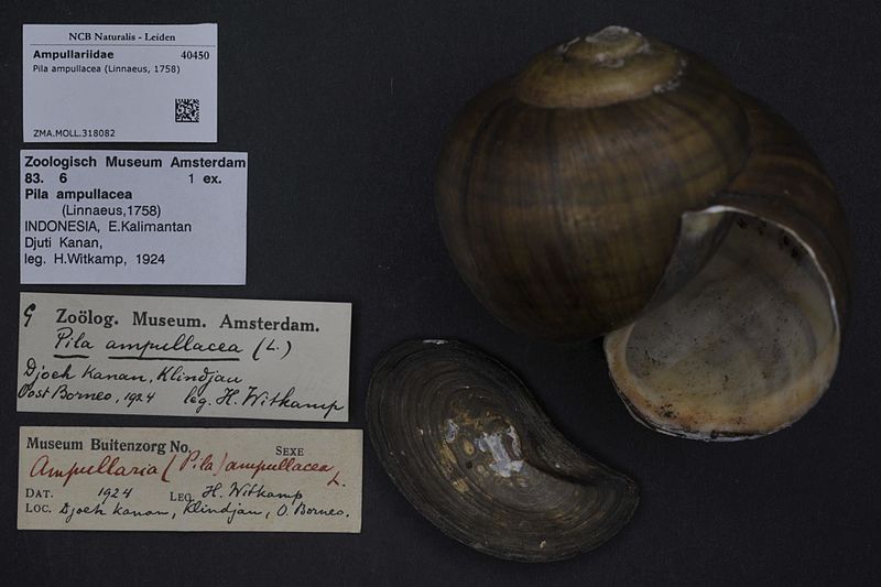 File:Naturalis Biodiversity Center - ZMA.MOLL.318082 - Pila ampullacea (Linnaeus, 1758) - Ampullariidae - Mollusc shell.jpeg