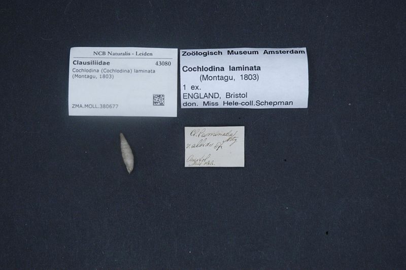 File:Naturalis Biodiversity Center - ZMA.MOLL.380677 - Cochlodina (Cochlodina) laminata (Montagu, 1803) - Clausiliidae - Mollusc shell.jpeg