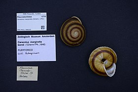 Em um museu, duas conchas de Caracolus marginella (Gmelin, 1791), Pleurodontidae de Porto Rico. Observe a presença de umbílico.