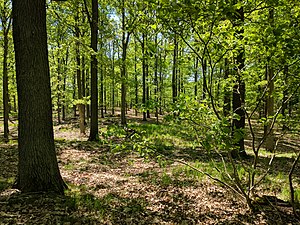 Naturschutzgebiet Dubrow (Mai 2017)