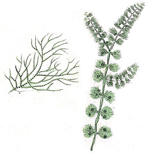 NdP Batrachospermum gelatinosum