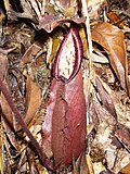 Thumbnail for File:Nepenthes sumatra darkred.jpg