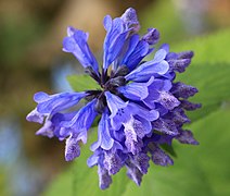 Nepeta subsessilis 1.jpg