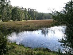 The New Country Swamp w Parku Narodowym Mummel Gulf