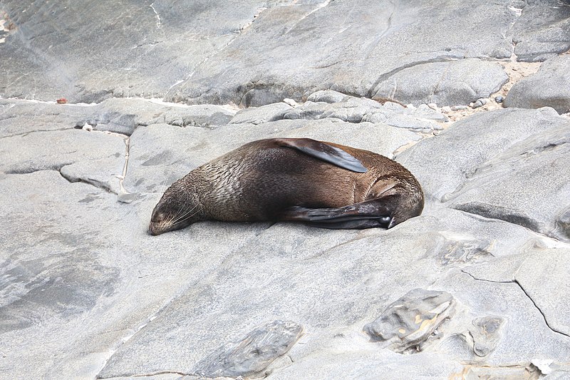 File:New Zealand sea lion.jpg